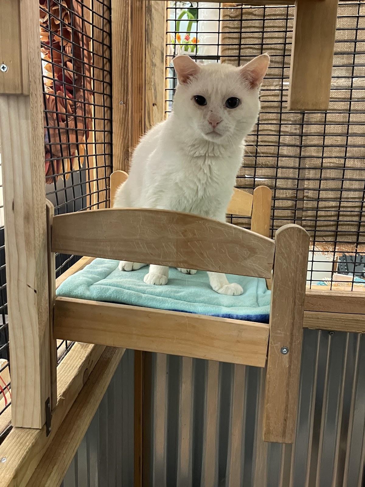 Champy's Catfe in Lincoln