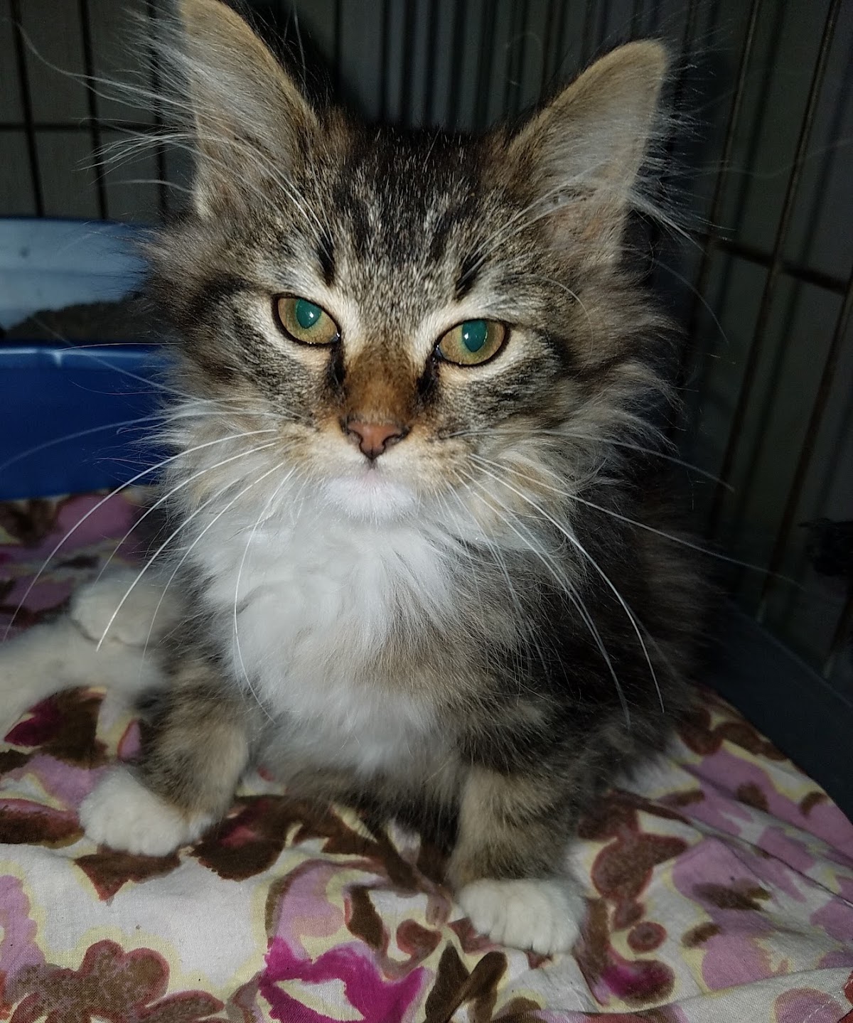 West Plains Regional Animal Shelter Thrift store in West Plains